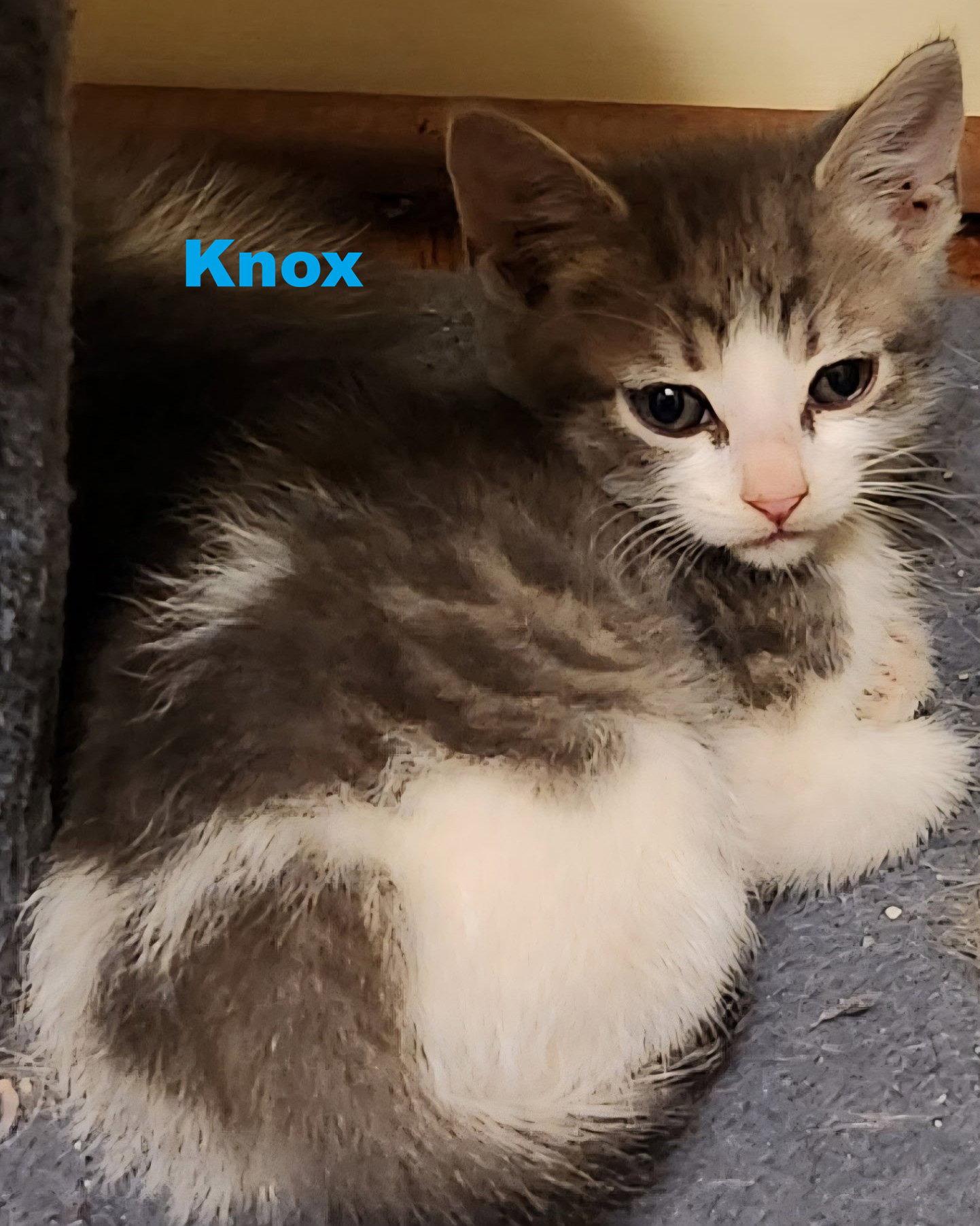 Knox, Adoptable, Kitten Male Domestic Medium Hair.