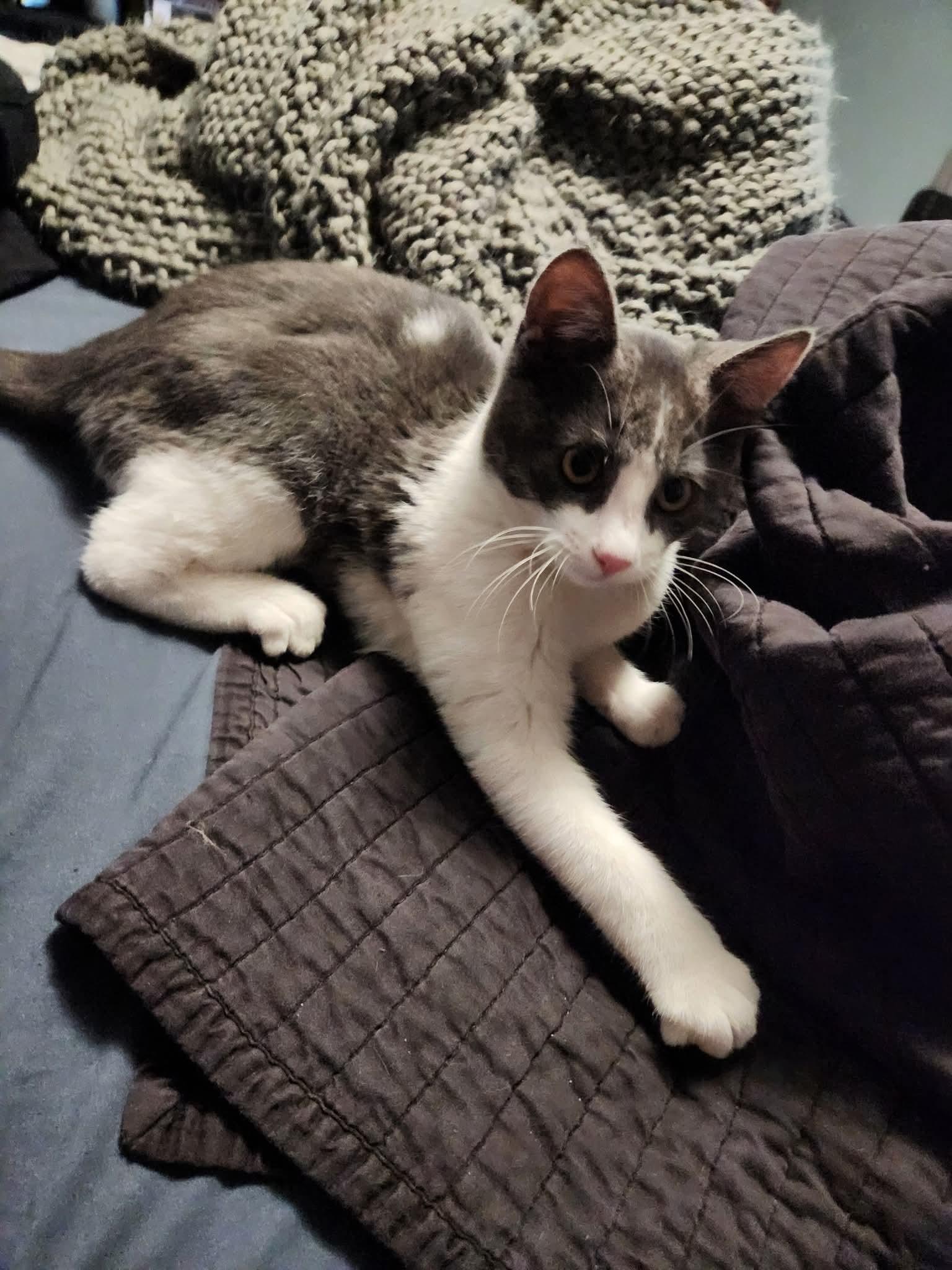 Enlarge Ralph, a ADOPTABLE mixed breed in Arcadia, CA image 3/4