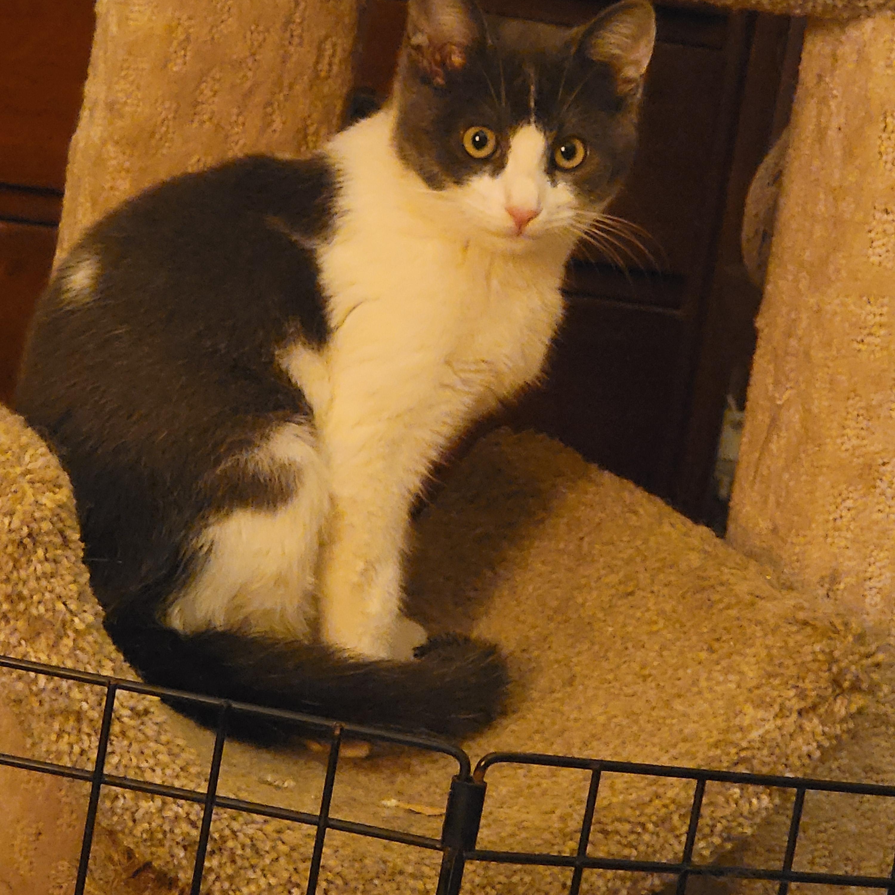 Ralph, ADOPTABLE, Kitten Male Domestic Short Hair.