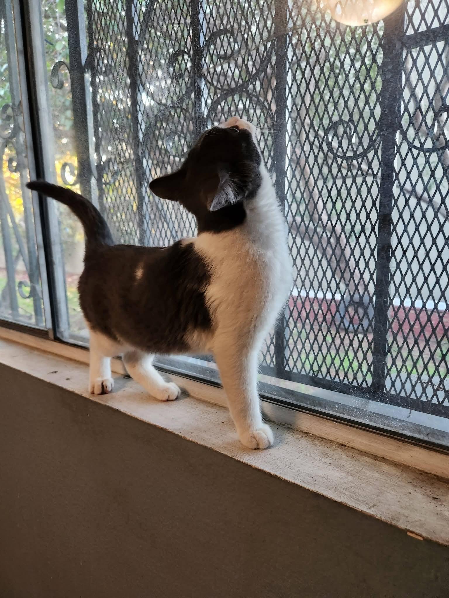 Enlarge Ralph, a ADOPTABLE mixed breed in Arcadia, CA image 2/4