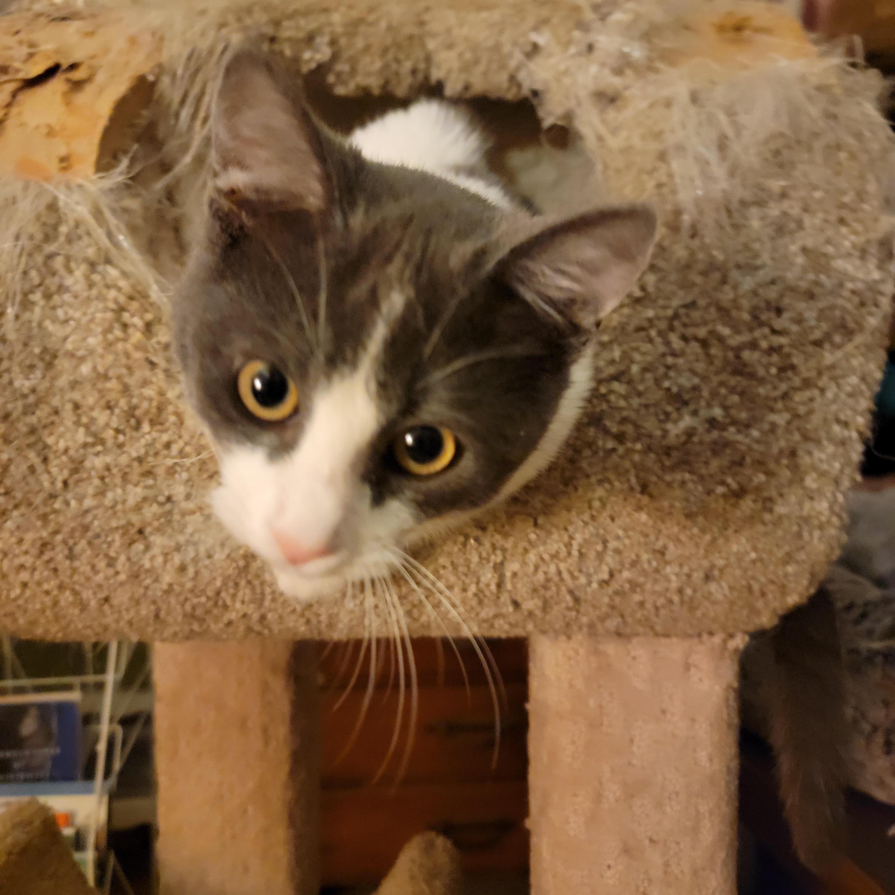 Ralph, ADOPTABLE, Kitten Male Domestic Short Hair.