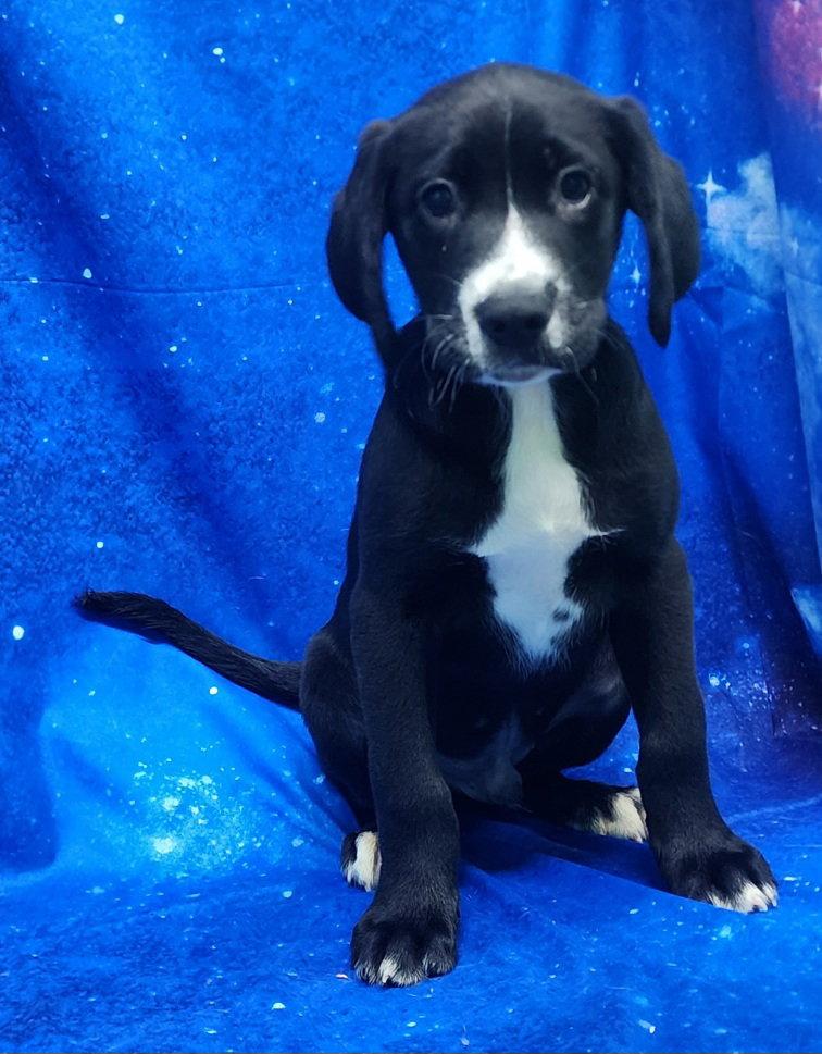 260278 Hibiscus, a Adoptable Labrador Retriever in Wetumpka, AL image 1/3