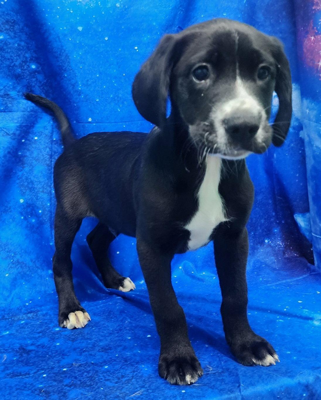 260278 Hibiscus, a Adoptable Labrador Retriever in Wetumpka, AL image 2/3