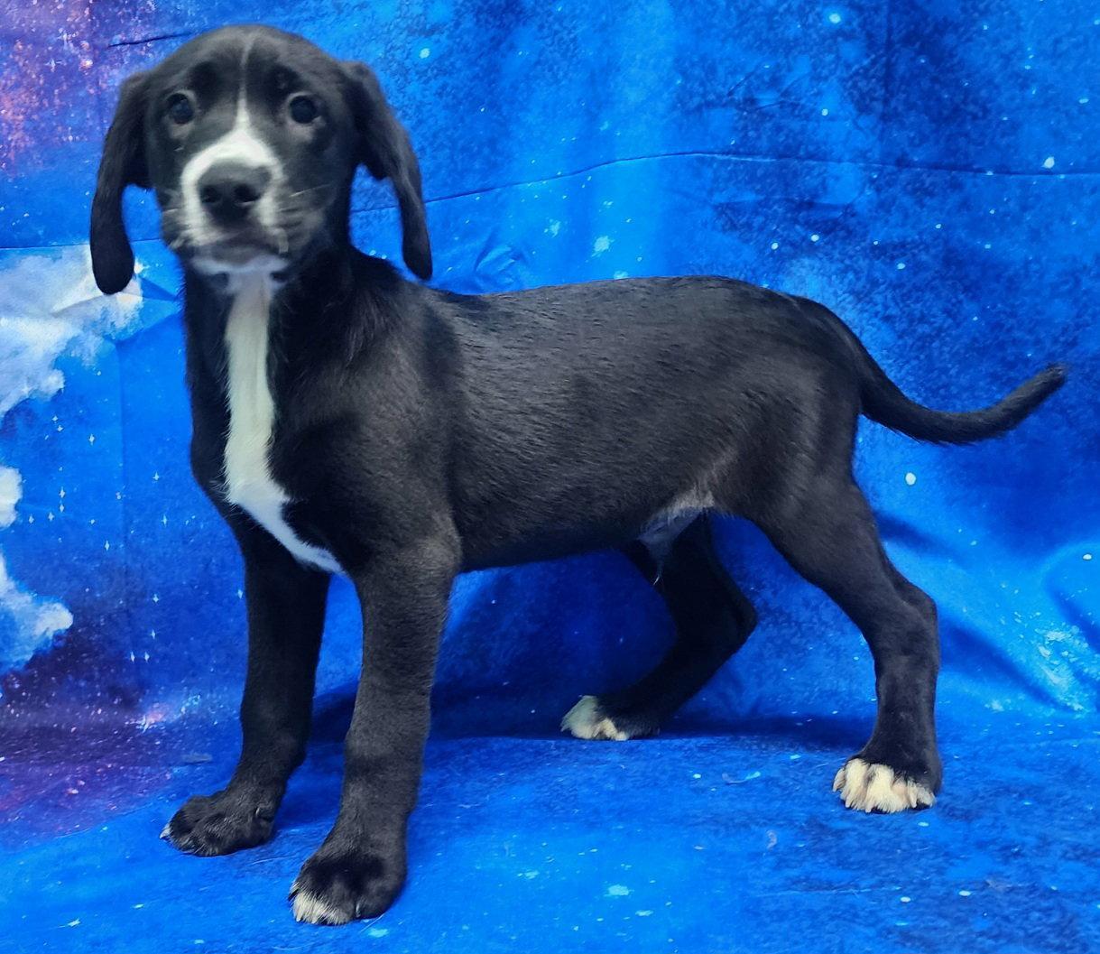 260278 Hibiscus, a Adoptable Labrador Retriever in Wetumpka, AL image 3/3