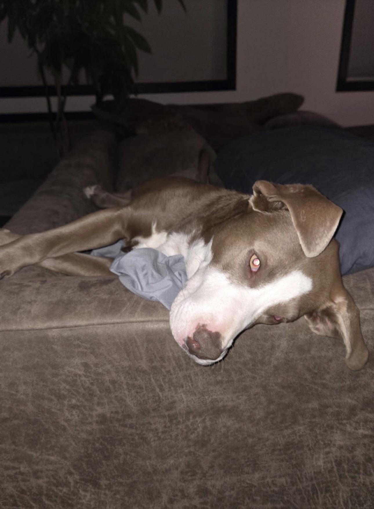 Luna 2.0, Adoptable, Adult Female Pit Bull Terrier.