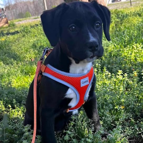 Little Debbie, Adoptable, Puppy Female Pit Bull Terrier.