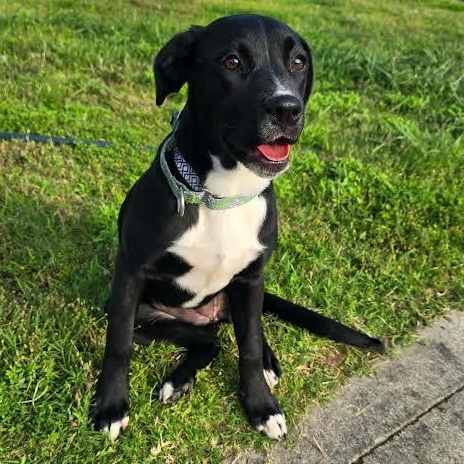 Enlarge Little Debbie, a Adoptable mixed breed in Austin, AR image 4/6