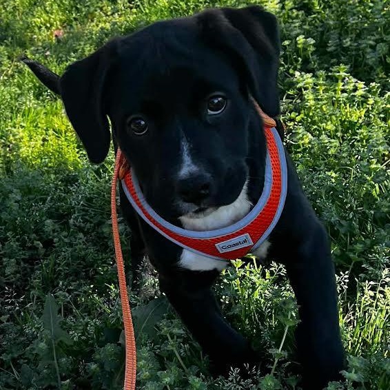 Little Debbie, a Adoptable mixed breed in Austin, AR image 3/3