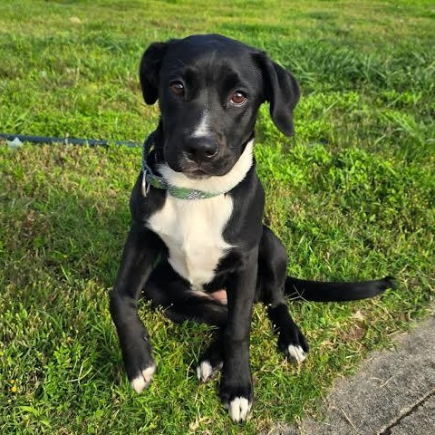 Enlarge Little Debbie, a Adoptable mixed breed in Austin, AR image 3/6