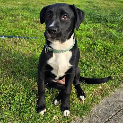 Enlarge Little Debbie, a Adoptable mixed breed in Austin, AR image 2/6