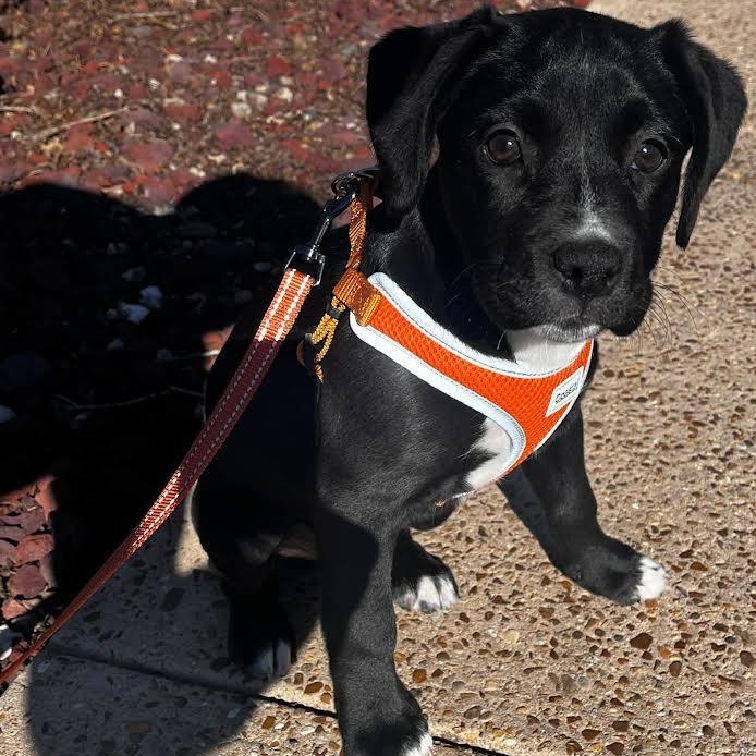 Little Debbie, a Adoptable mixed breed in Austin, AR image 2/3