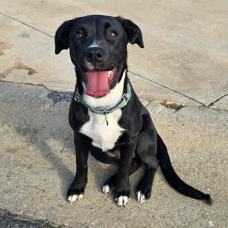 Little Debbie, Adoptable, Puppy Female Pit Bull Terrier.