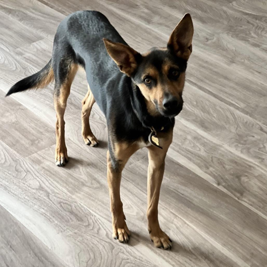 Jackson, adopted, Adult Male Shepherd.