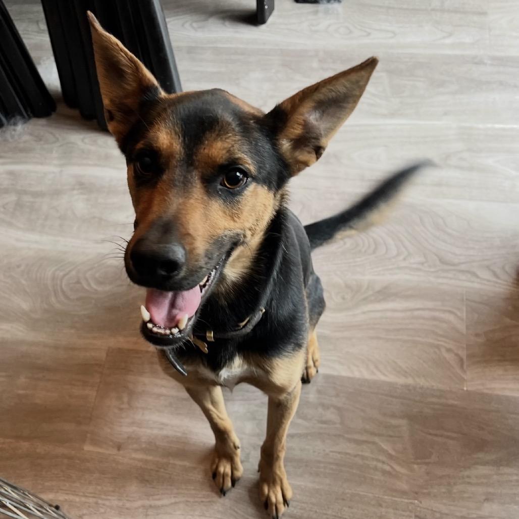 Jackson, an adopted Shepherd in Lakehead, CA image 2/5