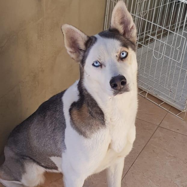 Chelsea, a Adoptable Husky in Etobicoke, ON image 6/6