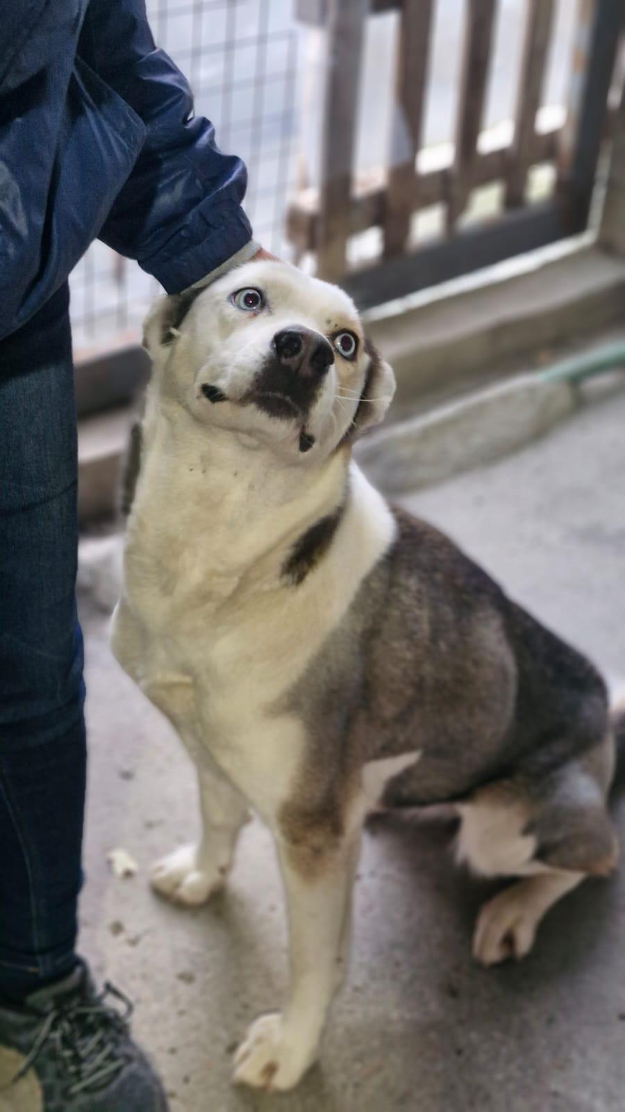 Chelsea, a Adoptable Husky in Etobicoke, ON image 4/6