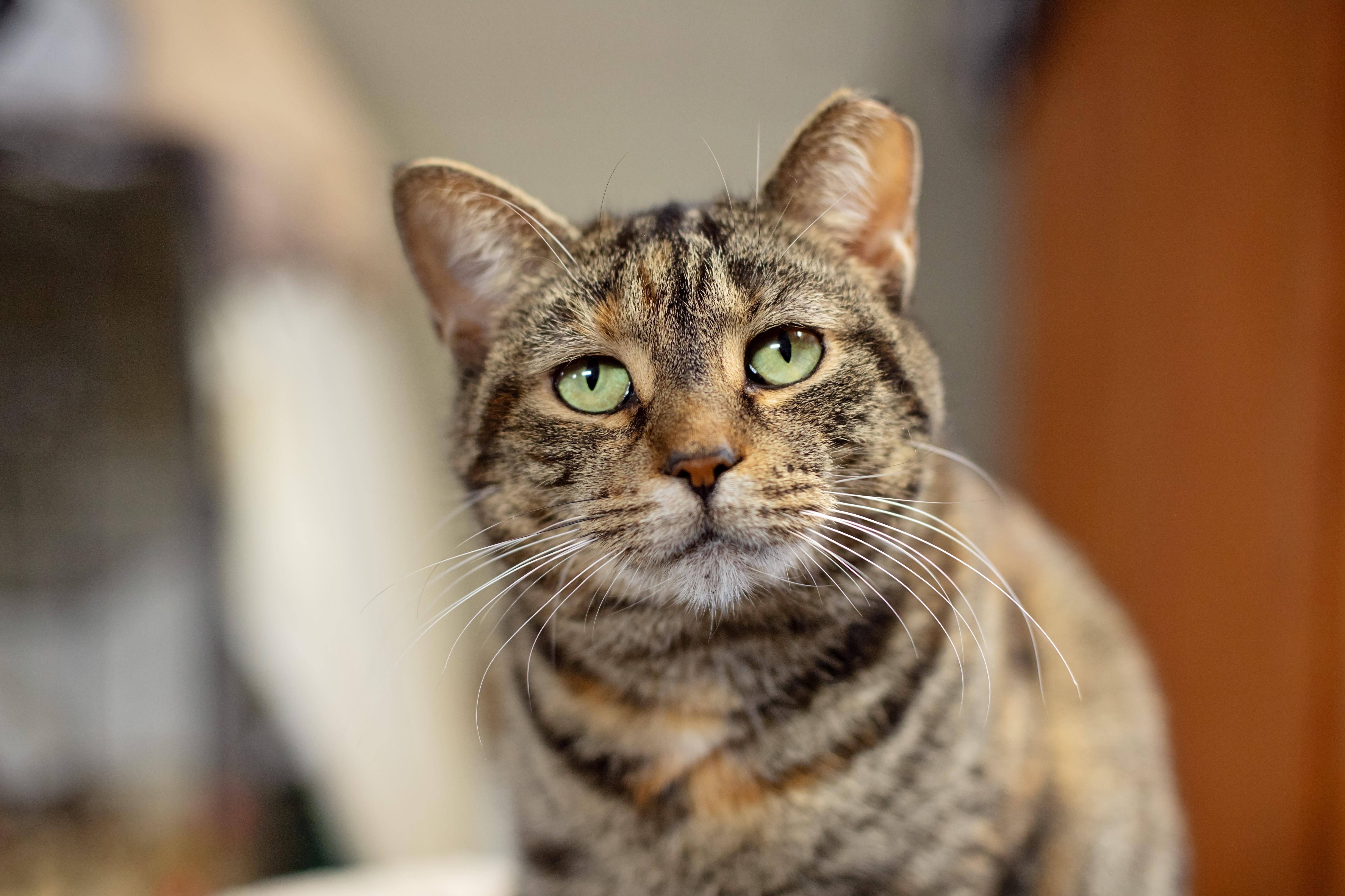 Pumpkin, Adoptable, Adult Female Domestic Short Hair.