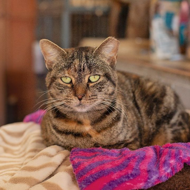 Pumpkin, a Adoptable Domestic Short Hair in Landenberg, PA image 5/6