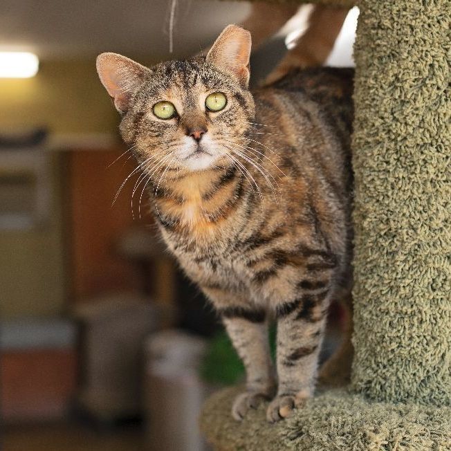 Pumpkin, a Adoptable Domestic Short Hair in Landenberg, PA image 6/6