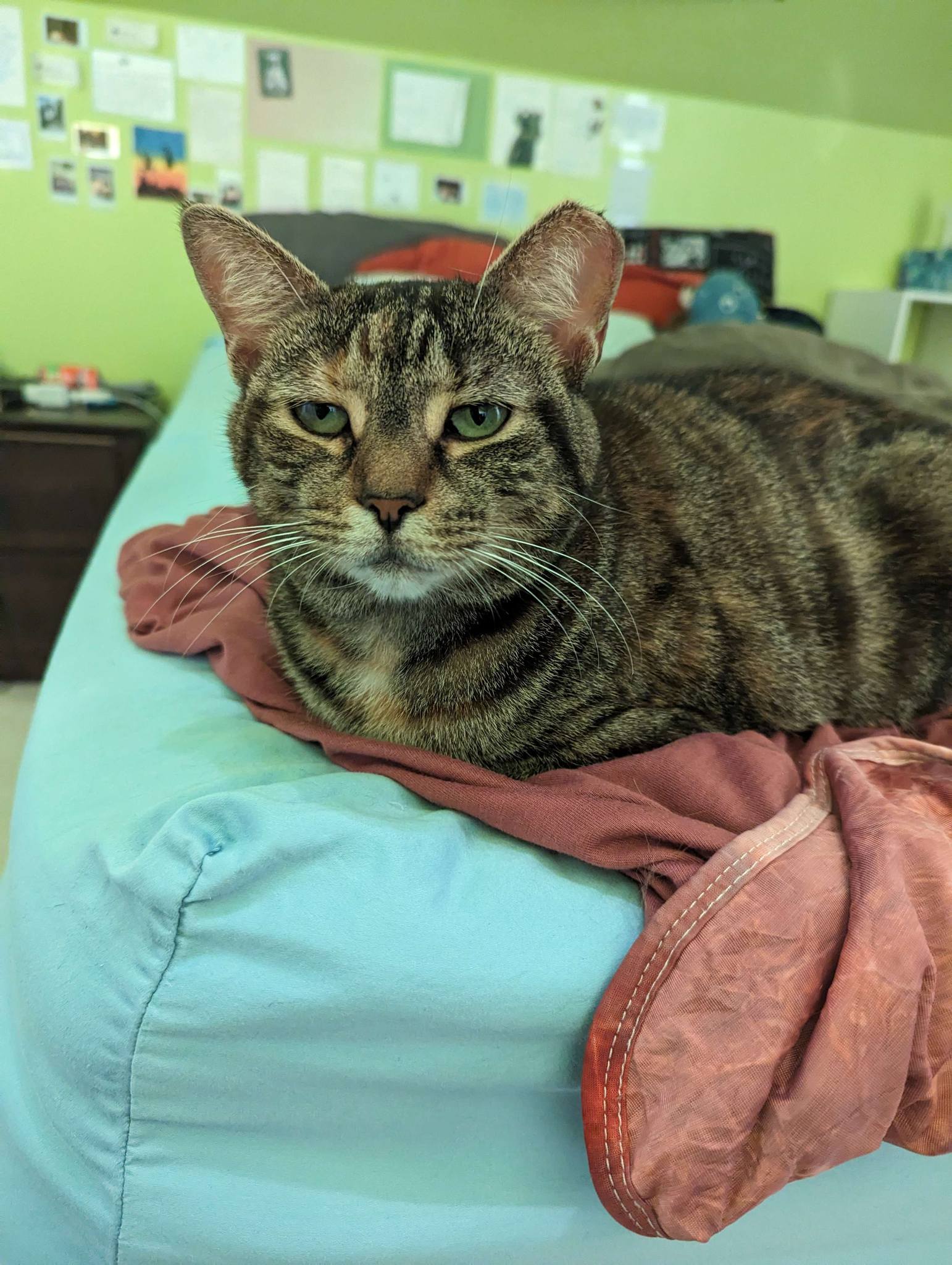 Pumpkin, a Adoptable Domestic Short Hair in Landenberg, PA image 4/6