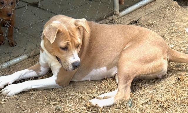 Enlarge Lizzie, a Adoptable mixed breed in Lancaster, PA image 1/4