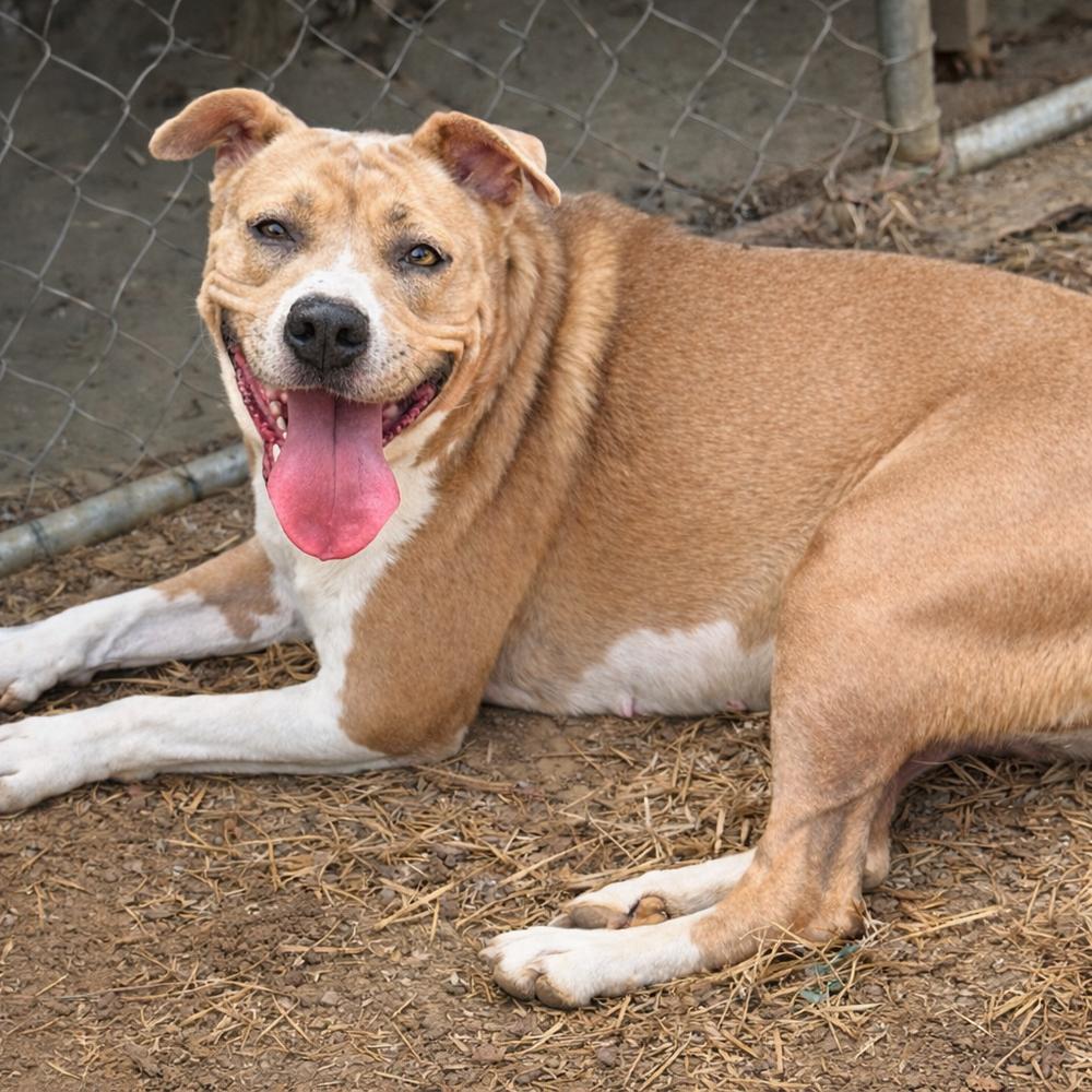 Enlarge Lizzie, a Adoptable mixed breed in Lancaster, PA image 2/4