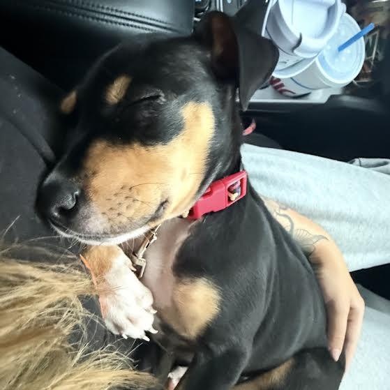 Enlarge Jellybean, a Adopted mixed breed in Springfield, MO image 3/3