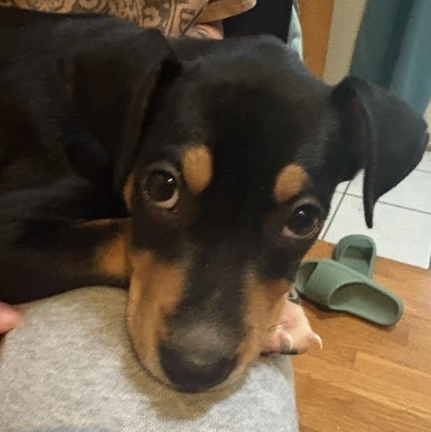 Jellybean, Adopted, Puppy Female Manchester Terrier.