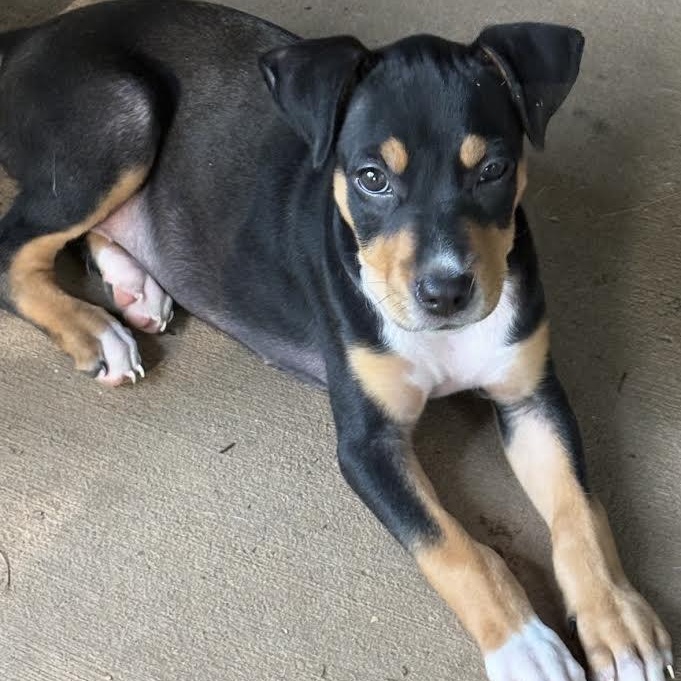 Enlarge Jellybean, a Adopted mixed breed in Springfield, MO image 2/3