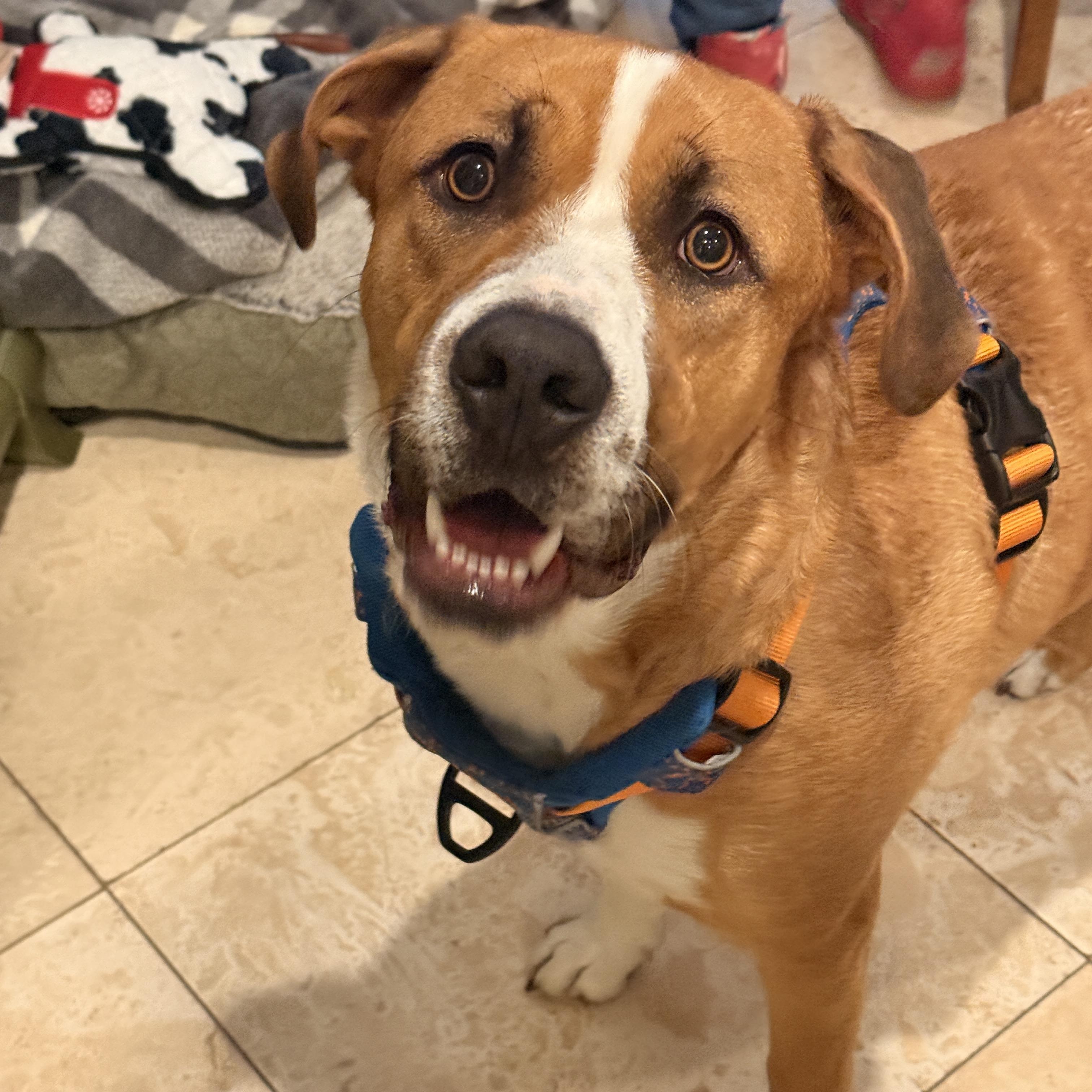 Enlarge Charlie, a Adoptable Mixed Breed in Houston, TX image 1/6