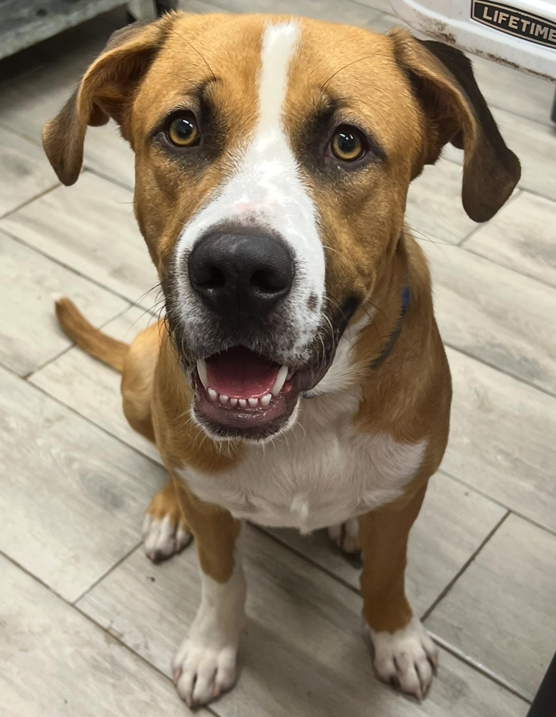 Charlie, Adoptable, Young Male Mixed Breed.