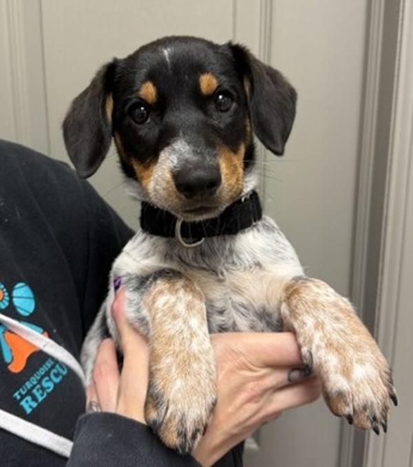 Red Robin, Adoptable, Puppy Female Australian Cattle Dog / Blue Heeler.