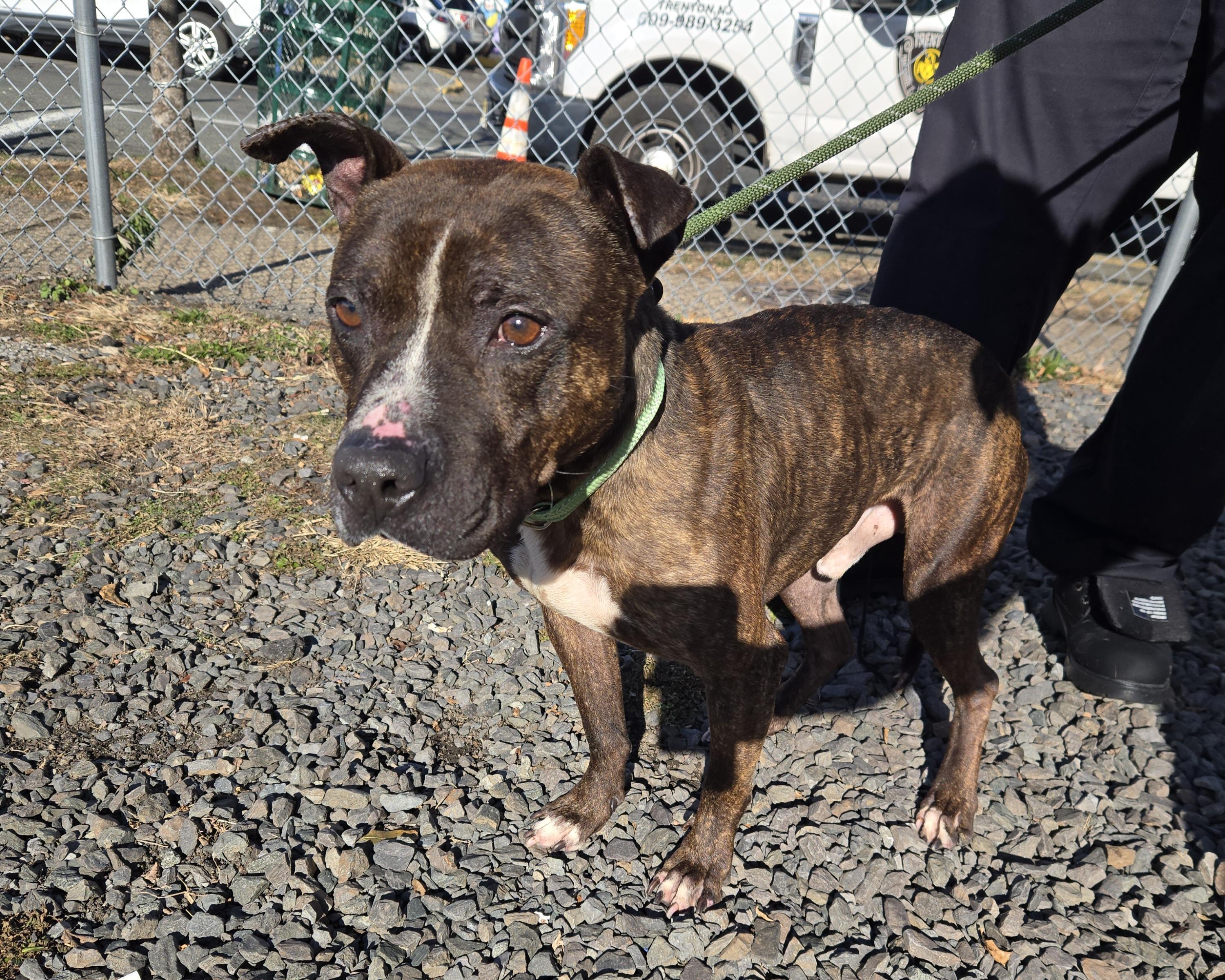 Enlarge Checkers, a ADOPTABLE Pit Bull Terrier in Trenton, NJ image 3/5