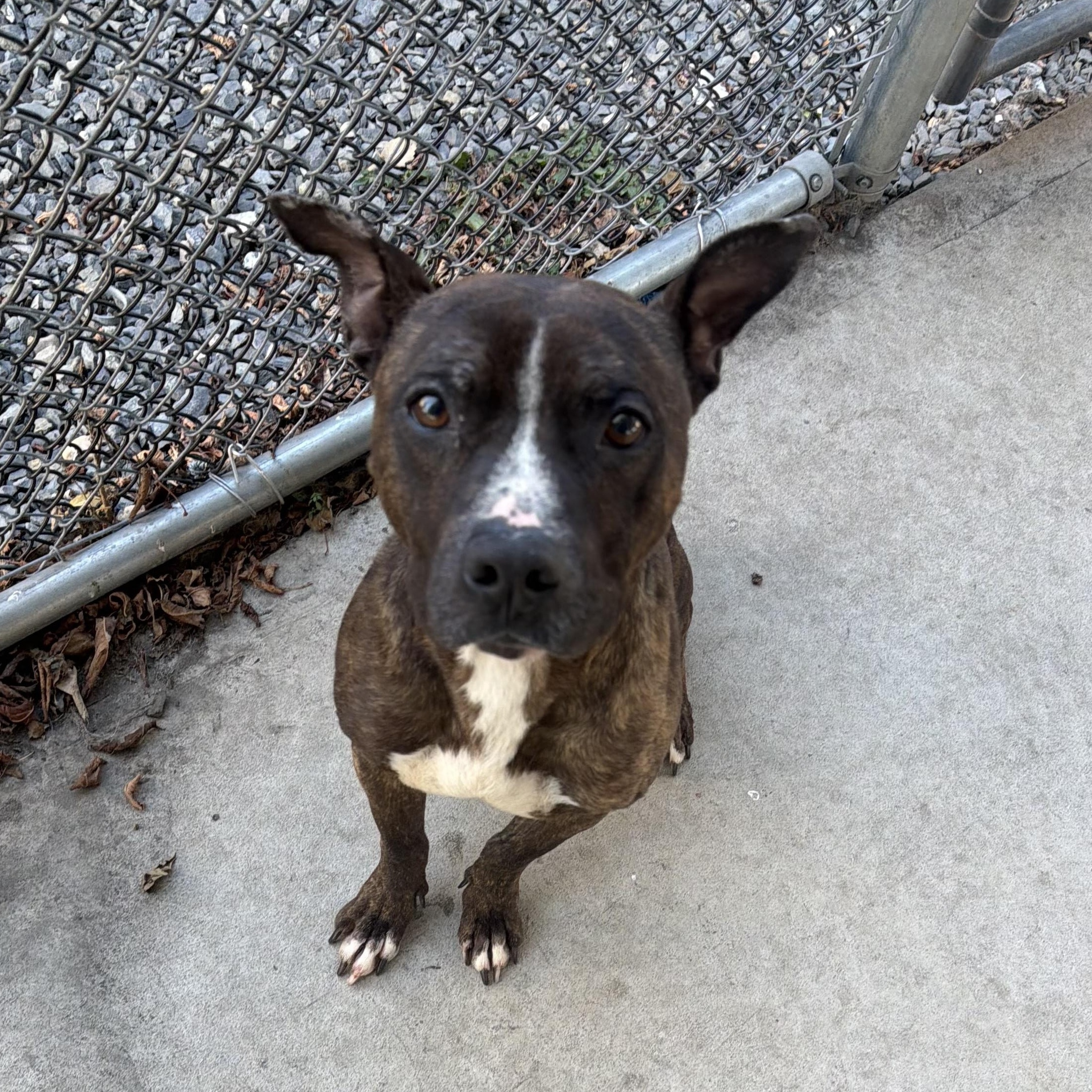 Enlarge Checkers, a ADOPTABLE Pit Bull Terrier in Trenton, NJ image 1/5