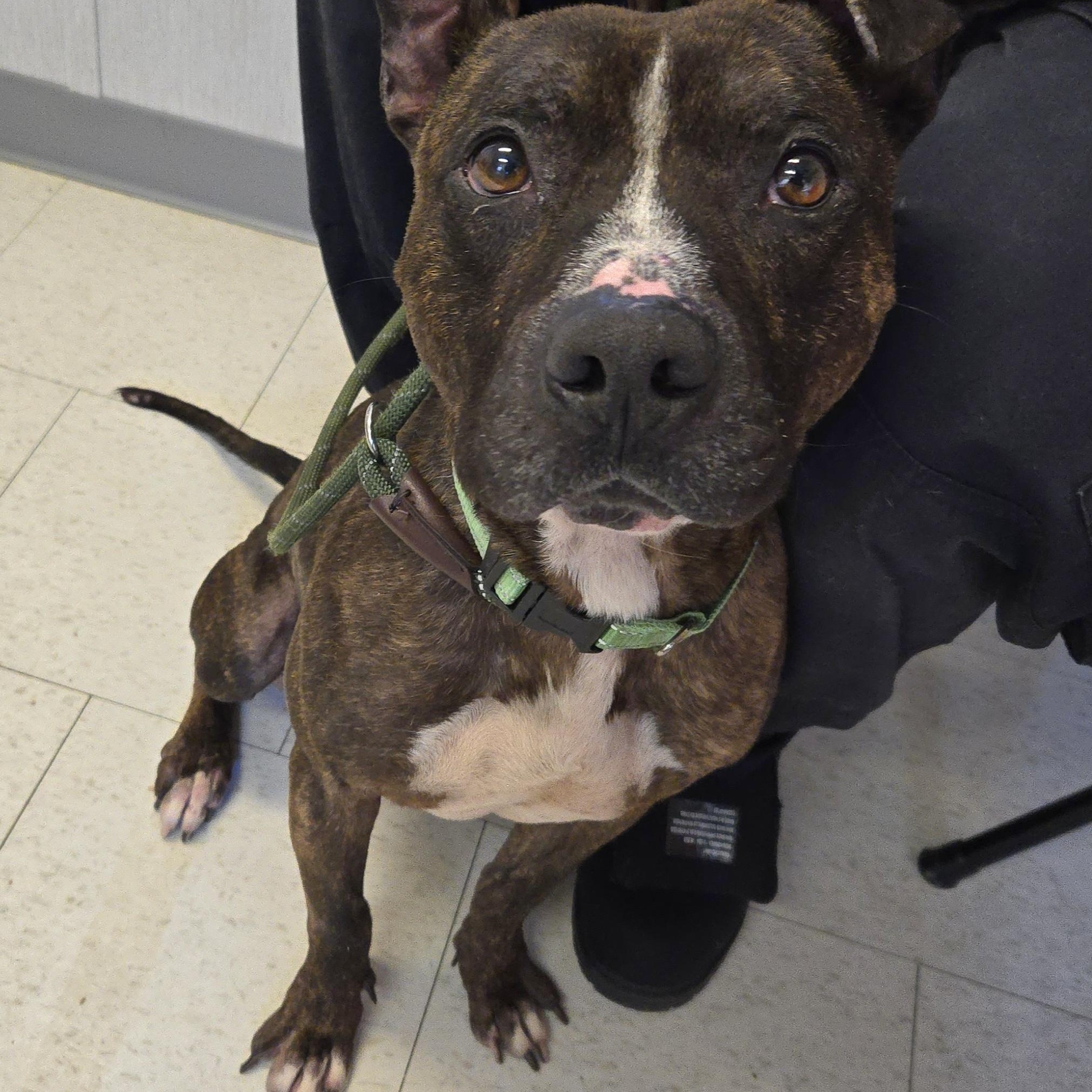 Enlarge Checkers, a ADOPTABLE Pit Bull Terrier in Trenton, NJ image 4/5