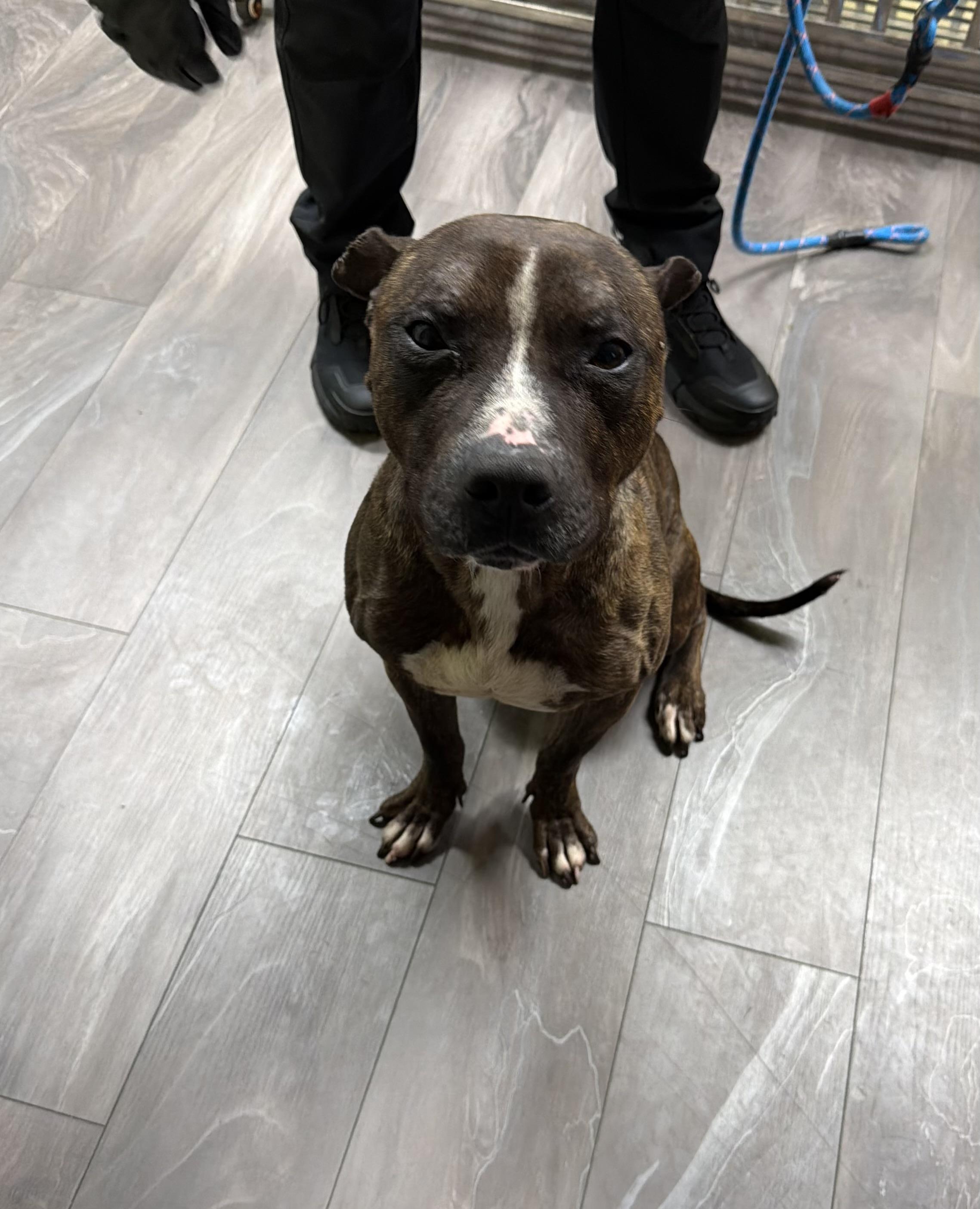 Enlarge Checkers, a ADOPTABLE Pit Bull Terrier in Trenton, NJ image 2/5