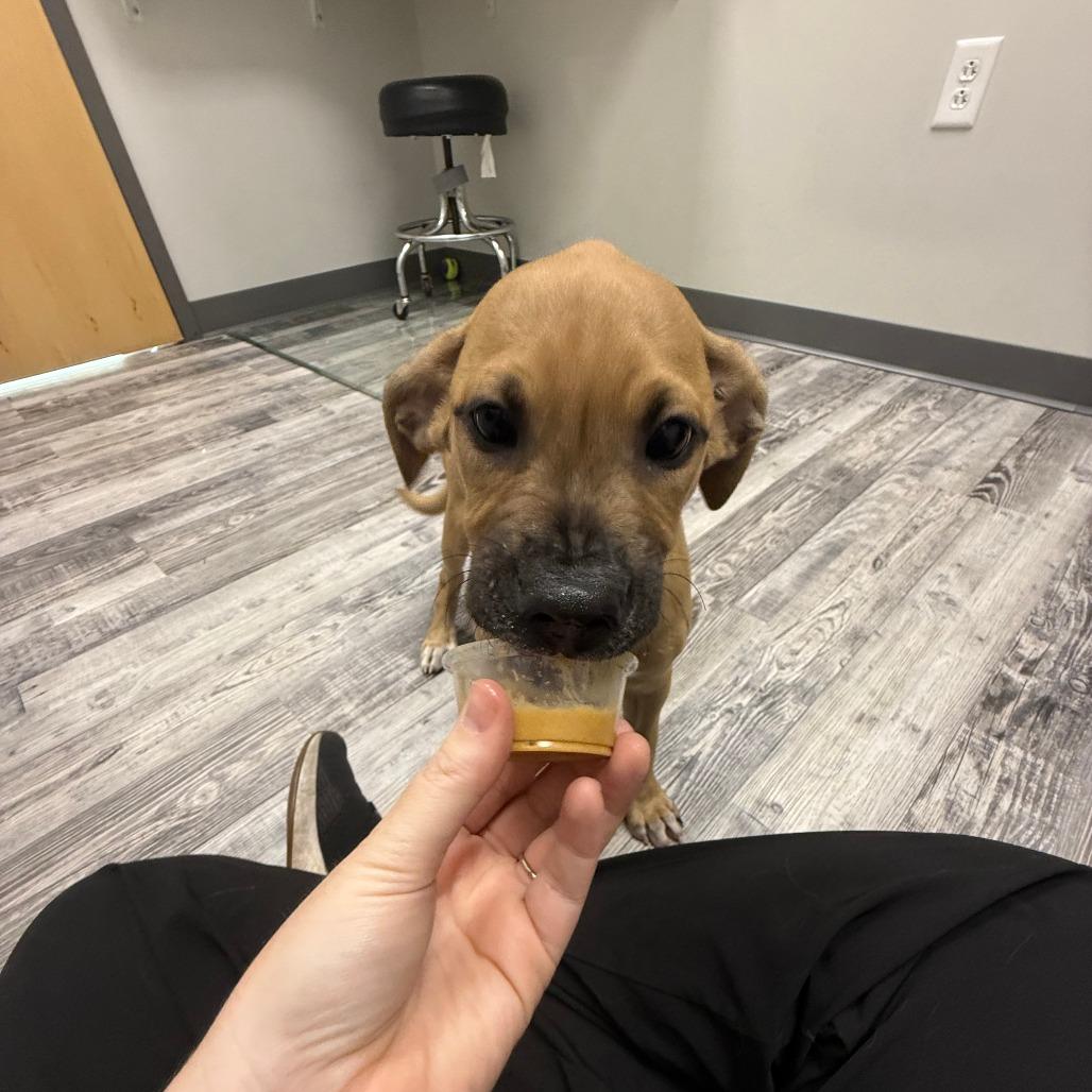 Baby, a Adoptable mixed breed in St. Louis, MO image 6/6