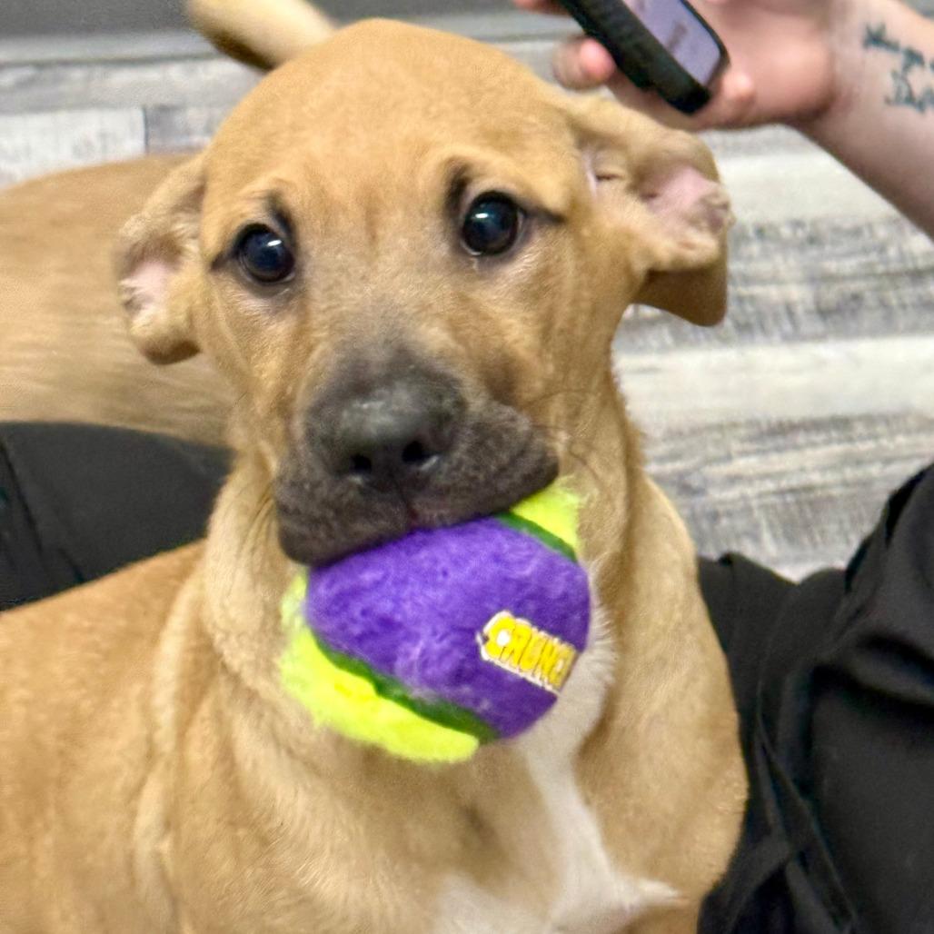 Baby, a Adoptable mixed breed in St. Louis, MO image 2/6