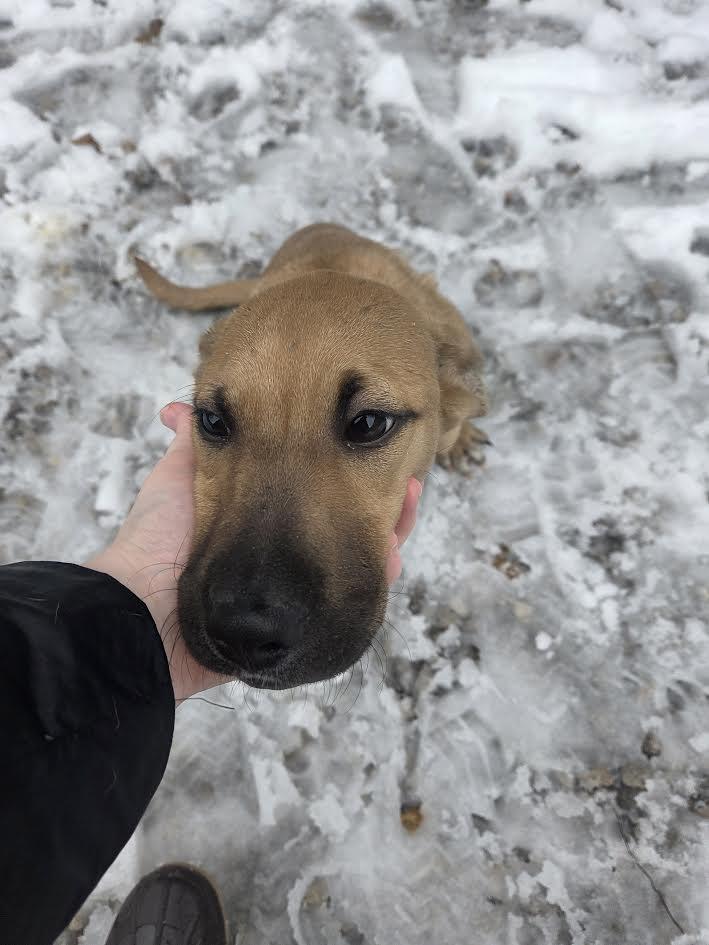 Baby, Adoptable, Young Female Terrier.