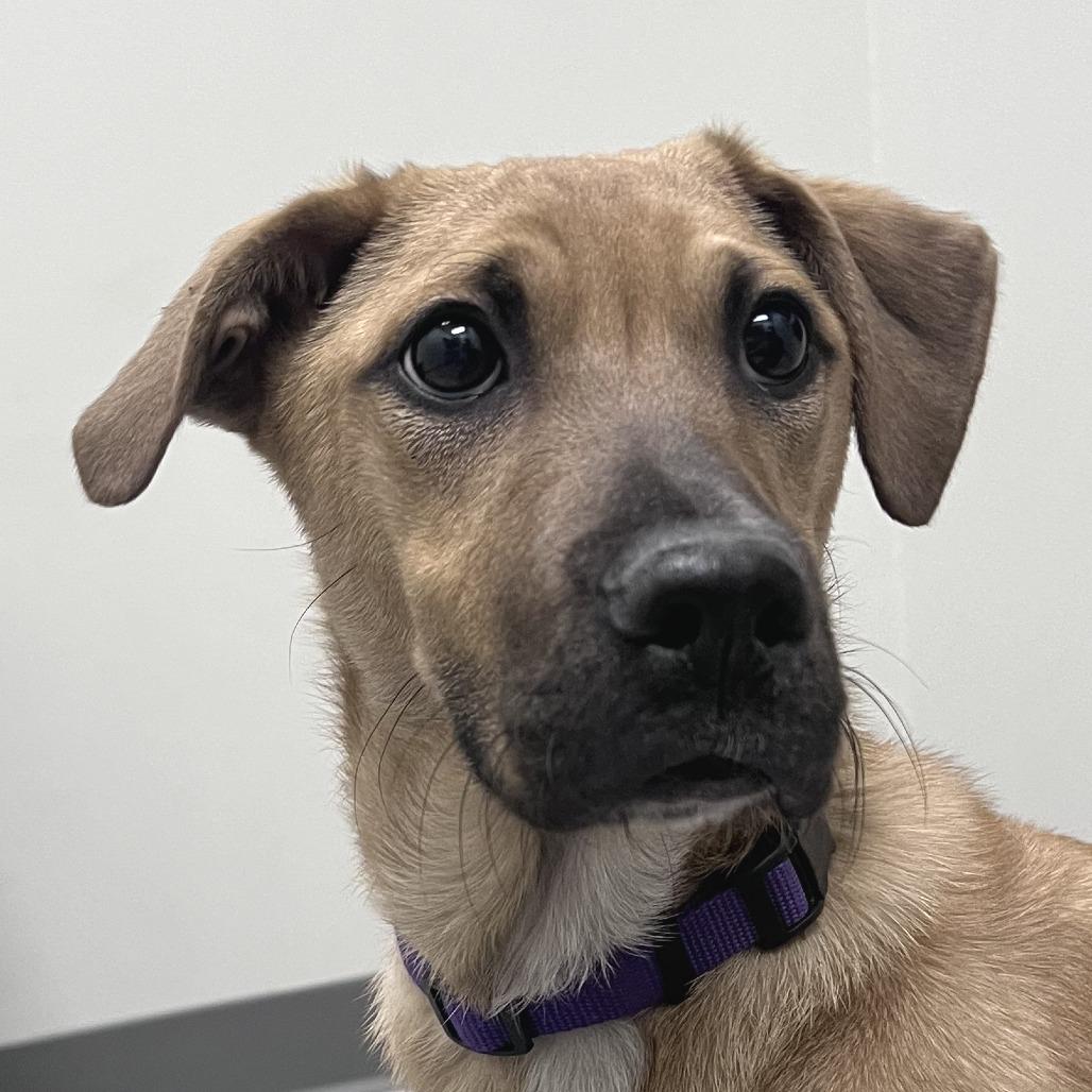 Baby, Adoptable, Young Female Terrier.