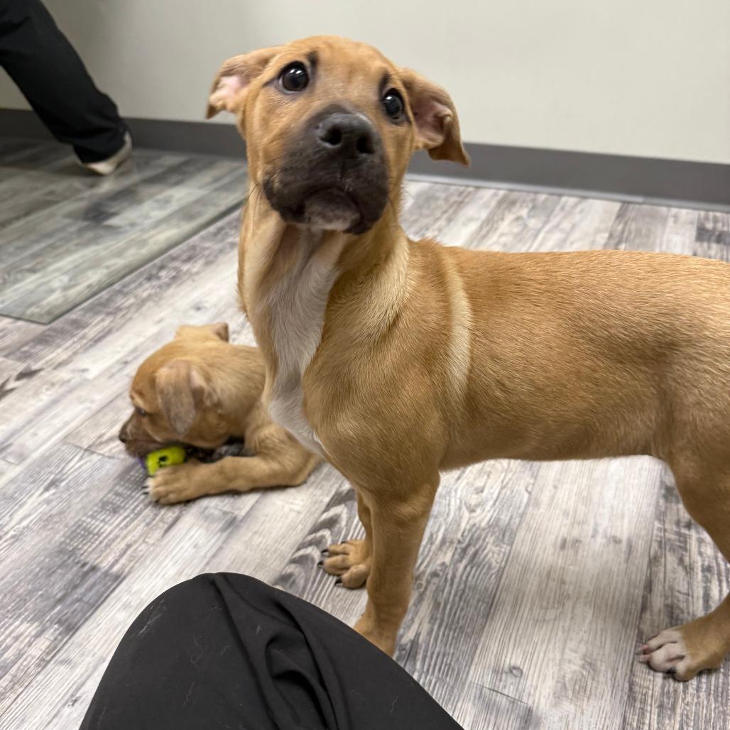 Baby, a Adoptable mixed breed in St. Louis, MO image 5/6