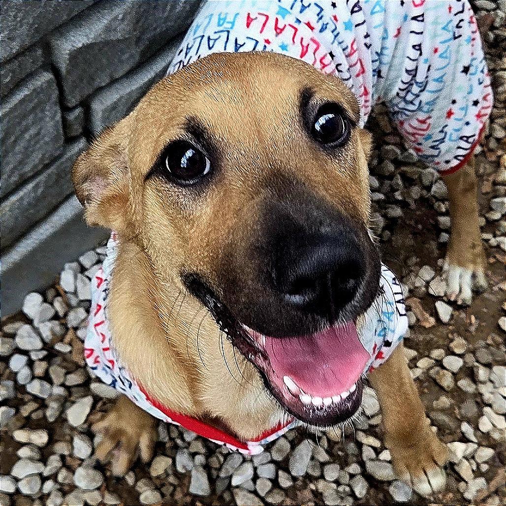 Baby, Adoptable, Young Female Terrier.