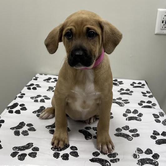 Baby, a Adoptable mixed breed in St. Louis, MO image 3/6