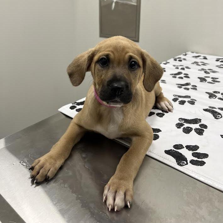 Baby, a Adoptable mixed breed in St. Louis, MO image 4/6