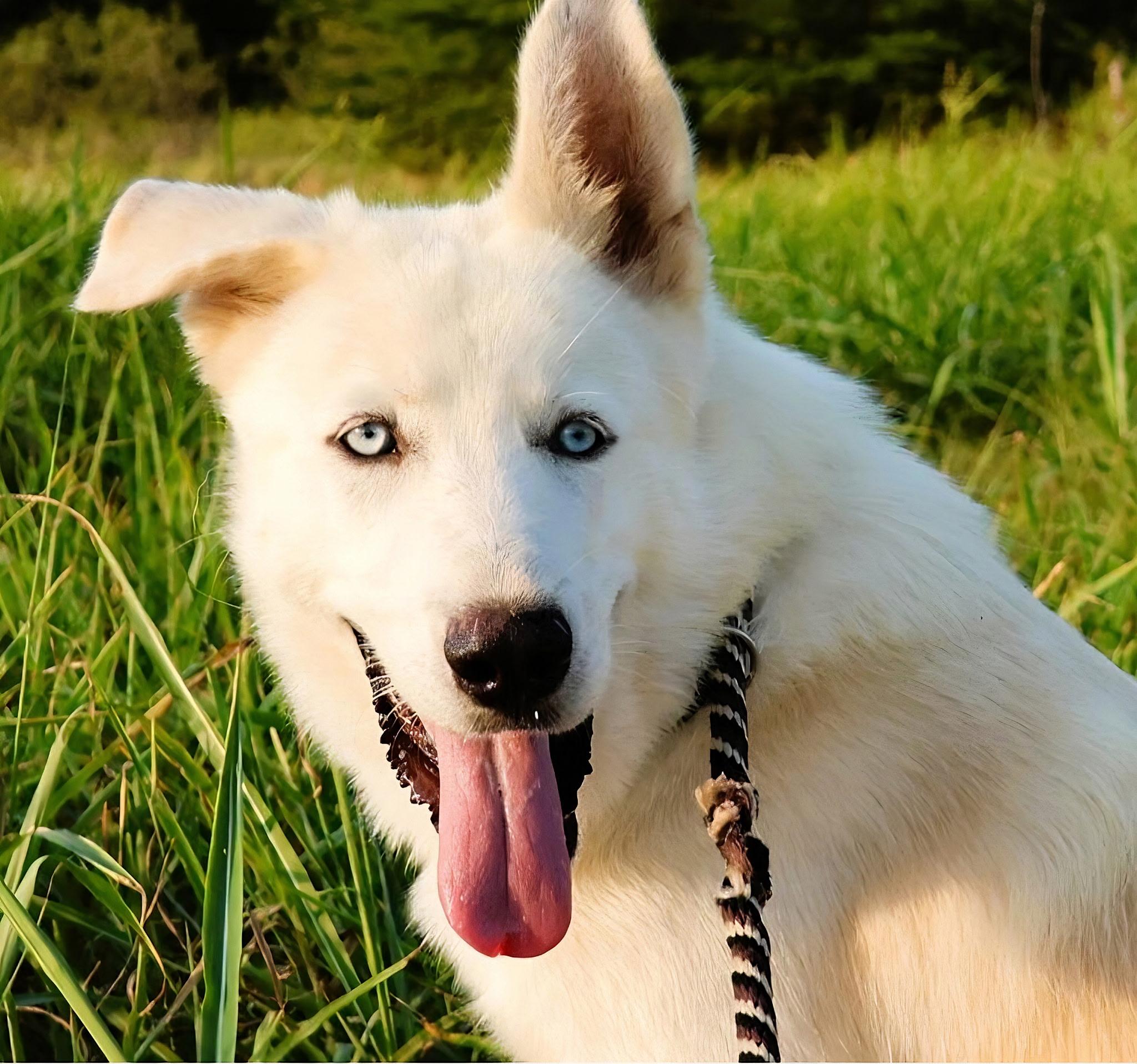 Alaska, Adopted, Adult Male Siberian Husky.