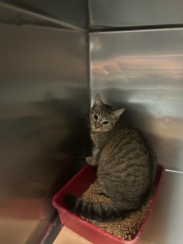 Apollo, Adoptable, Young Male Domestic Short Hair.