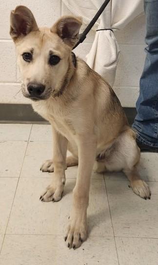 Enlarge Joey, a ADOPTABLE mixed breed in Butte, MT image 1/1