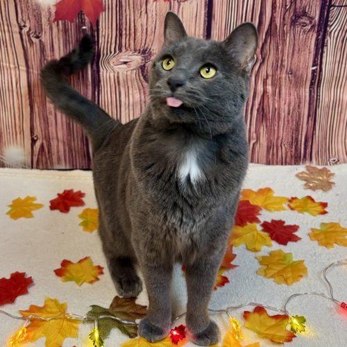 Loki, Adoptable, Adult Male Domestic Short Hair.