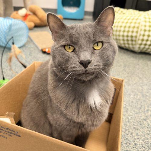 Enlarge Loki, a Adoptable Domestic Short Hair in Fishers, IN image 2/2