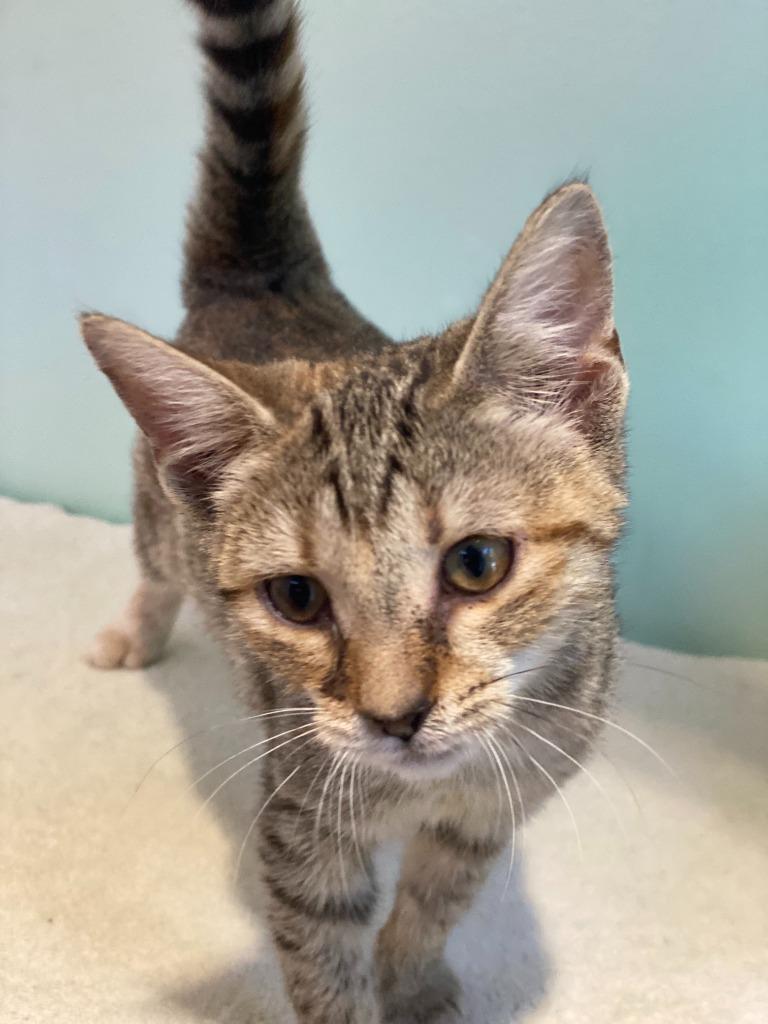 Tinker Bell, Adopted, Adult Female Domestic Short Hair.